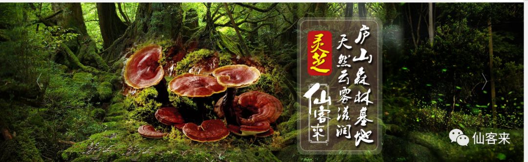 杭州亞運(yùn)會(huì)官方靈芝產(chǎn)品供應(yīng)商|杭州亞運(yùn)會(huì)官方供應(yīng)商|中國(guó)靈芝十大品牌|仙客來(lái)靈芝|仙客來(lái)靈芝破壁孢子粉|仙客來(lái)孢子油|仙客來(lái)靈芝飲片|仙客來(lái)破壁孢子粉|靈芝孢子油|孢子粉|靈芝破壁孢子粉|靈芝|中華老字號(hào) 杭州亞運(yùn)會(huì)官方靈芝產(chǎn)品供應(yīng)商|杭州亞運(yùn)會(huì)官方供應(yīng)商|中國(guó)靈芝十大品牌|仙客來(lái)靈芝|仙客來(lái)靈芝破壁孢子粉|仙客來(lái)孢子油|仙客來(lái)靈芝飲片|仙客來(lái)破壁孢子粉|靈芝孢子油|孢子粉|靈芝破壁孢子粉|靈芝|中華老字號(hào)