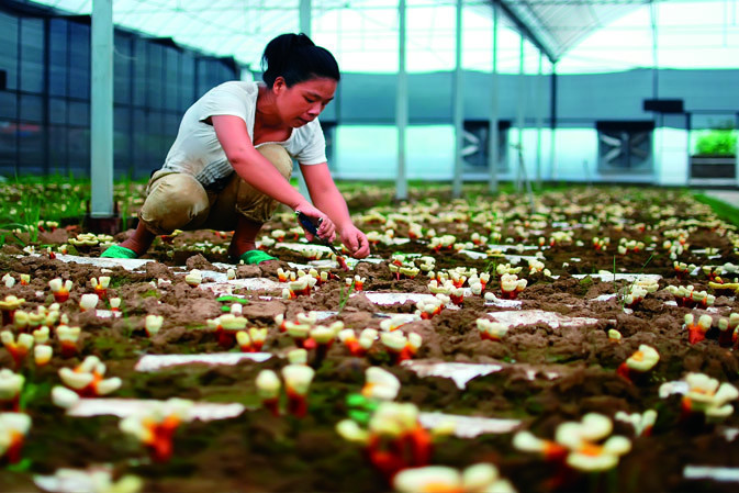 剪枝|仙客來靈芝|中國靈芝十大品牌|中國馳名商標(biāo)|中國首家靈芝全產(chǎn)業(yè)鏈可視工廠 剪枝|仙客來靈芝|中國靈芝十大品牌|中國馳名商標(biāo)|中國首家靈芝全產(chǎn)業(yè)鏈可視工廠