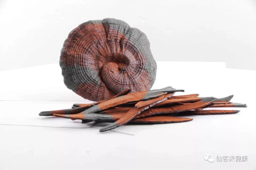 中國靈芝十大品牌|仙客來靈芝|仙客來靈芝破壁孢子粉|仙客來孢子油|仙客來靈芝飲片|仙客來破壁孢子粉|仙客來靈芝中藥飲片|馳名商標(biāo)|sinishell.cn|