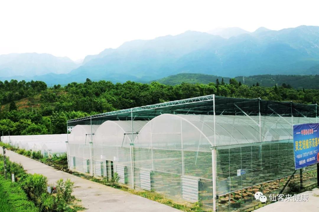 中國靈芝十大品牌|仙客來靈芝|仙客來靈芝破壁孢子粉|仙客來孢子油|仙客來靈芝飲片|仙客來破壁孢子粉|仙客來靈芝中藥飲片|馳名商標(biāo)|sinishell.cn|