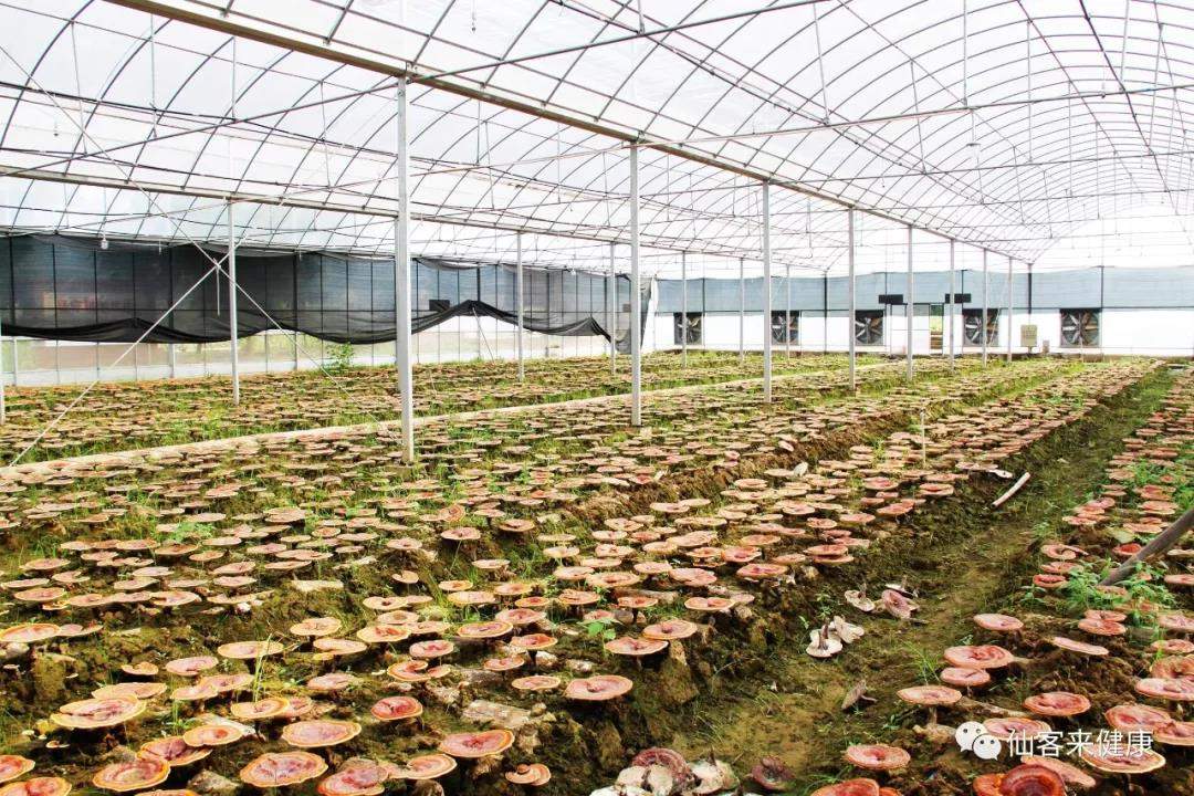 中國靈芝十大品牌|仙客來靈芝|仙客來靈芝破壁孢子粉|仙客來孢子油|仙客來靈芝飲片|仙客來破壁孢子粉|仙客來靈芝中藥飲片|馳名商標(biāo)|sinishell.cn|