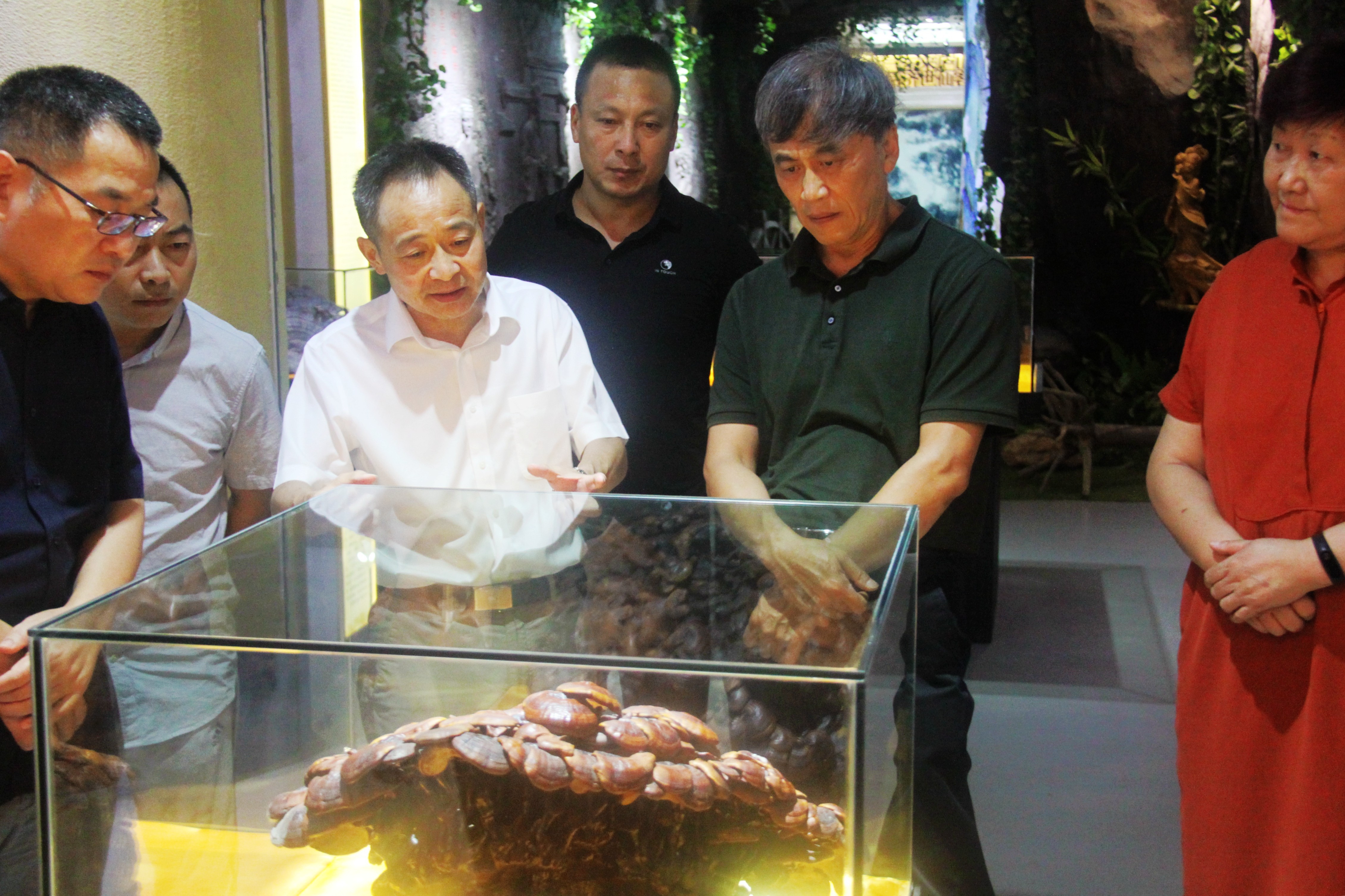 中國(guó)靈芝十大品牌|仙客來(lái)靈芝|仙客來(lái)靈芝破壁孢子粉|仙客來(lái)孢子油|仙客來(lái)靈芝飲片|仙客來(lái)破壁孢子粉|仙客來(lái)靈芝中藥飲片|馳名商標(biāo)|sinishell.cn|