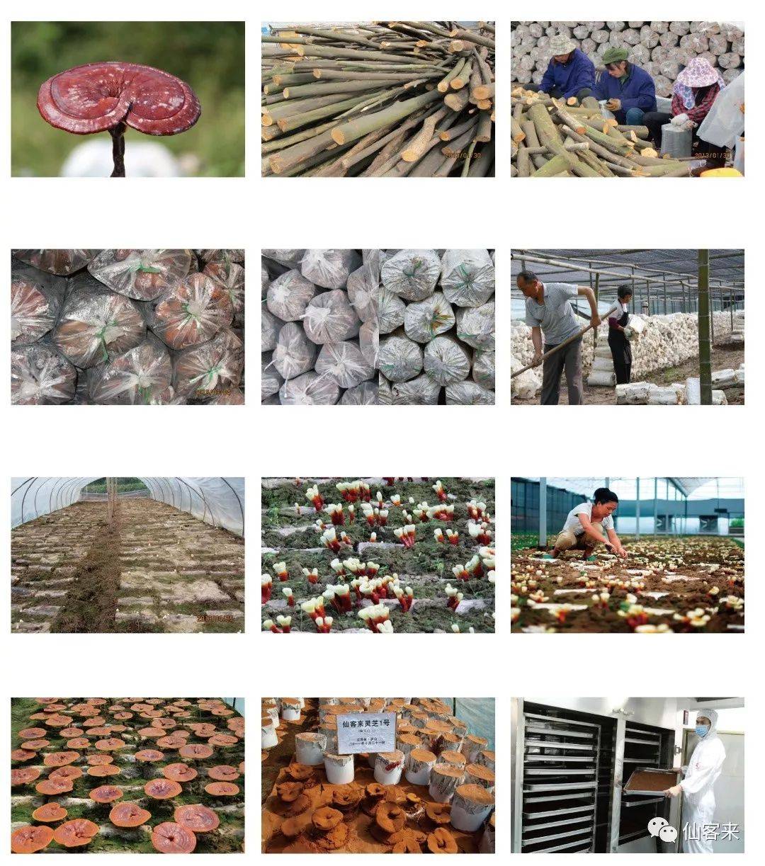 中國靈芝十大品牌|仙客來靈芝|仙客來靈芝破壁孢子粉|仙客來孢子油|仙客來靈芝飲片|仙客來破壁孢子粉|仙客來靈芝中藥飲片|馳名商標|sinishell.cn| 中國靈芝十大品牌|仙客來靈芝|仙客來靈芝破壁孢子粉|仙客來孢子油|仙客來靈芝飲片|仙客來破壁孢子粉|仙客來靈芝中藥飲片|馳名商標|sinishell.cn|