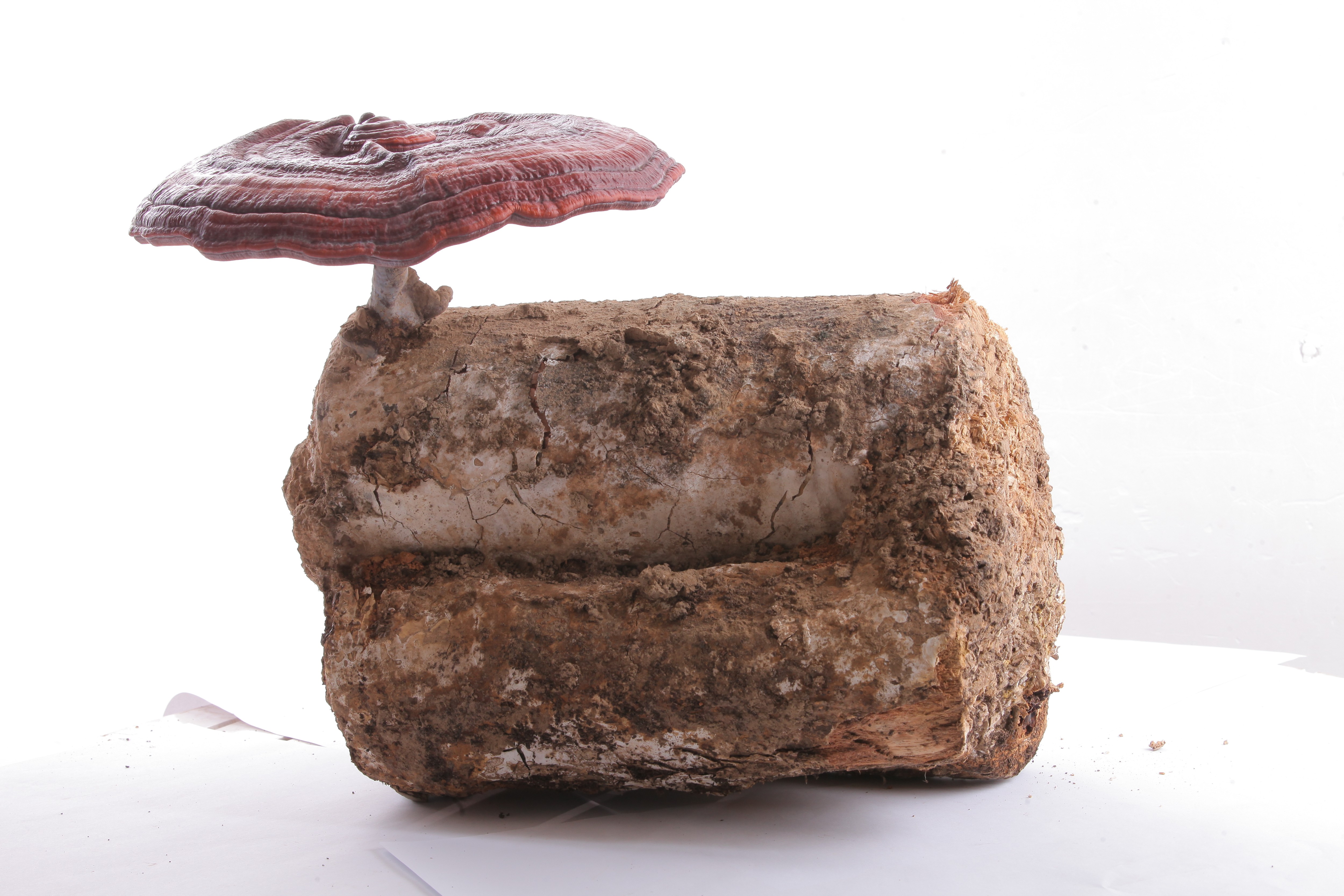 杭州亞運(yùn)會(huì)官方靈芝產(chǎn)品供應(yīng)商|杭州亞運(yùn)會(huì)官方供應(yīng)商|中國靈芝十大品牌|仙客來靈芝|仙客來靈芝破壁孢子粉|仙客來孢子油|仙客來靈芝飲片|仙客來破壁孢子粉|靈芝孢子油|孢子粉|靈芝破壁孢子粉|靈芝|中華老字號(hào) 杭州亞運(yùn)會(huì)官方靈芝產(chǎn)品供應(yīng)商|杭州亞運(yùn)會(huì)官方供應(yīng)商|中國靈芝十大品牌|仙客來靈芝|仙客來靈芝破壁孢子粉|仙客來孢子油|仙客來靈芝飲片|仙客來破壁孢子粉|靈芝孢子油|孢子粉|靈芝破壁孢子粉|靈芝|中華老字號(hào)