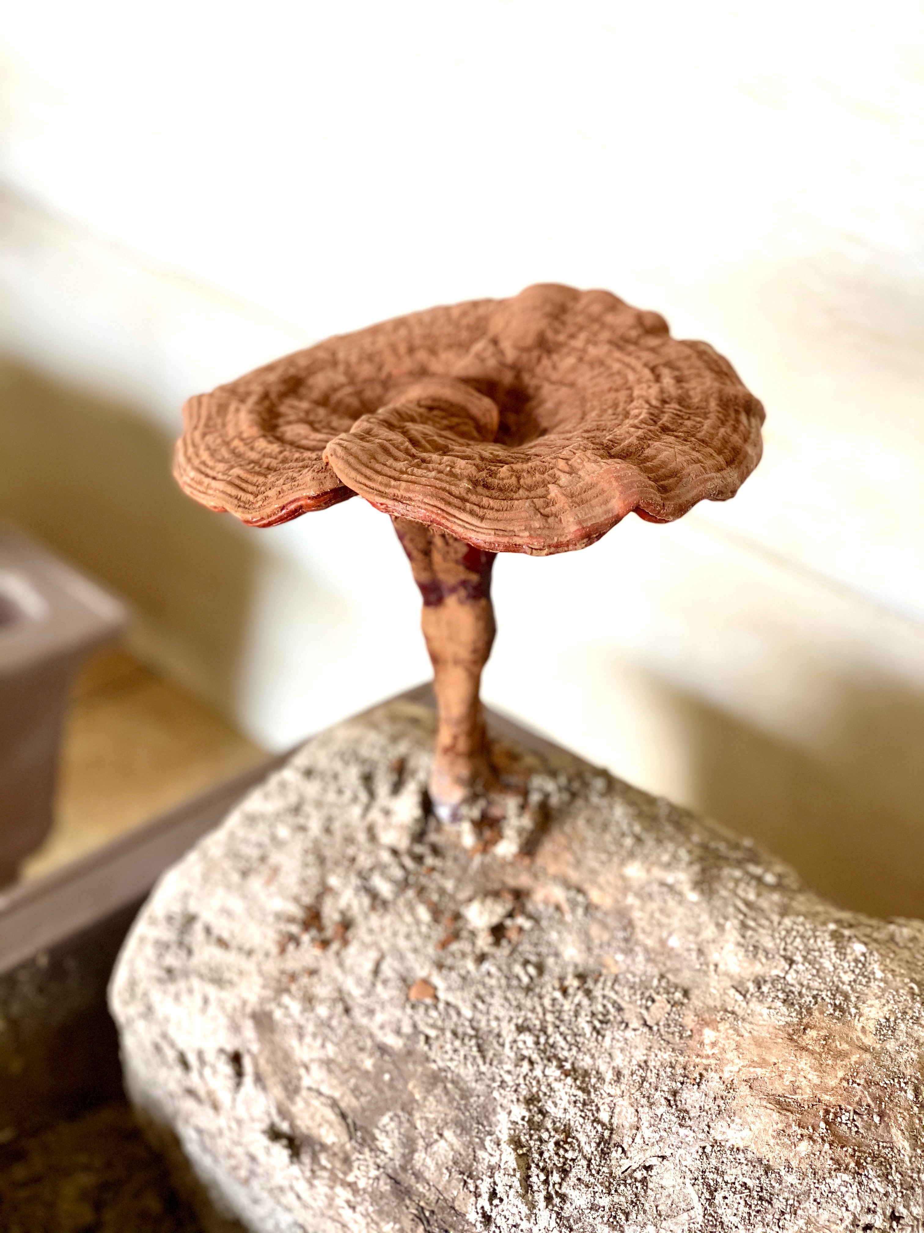 杭州亞運(yùn)會(huì)官方靈芝產(chǎn)品供應(yīng)商|杭州亞運(yùn)會(huì)官方供應(yīng)商|中國靈芝十大品牌|仙客來靈芝|仙客來靈芝破壁孢子粉|仙客來孢子油|仙客來靈芝飲片|仙客來破壁孢子粉|靈芝孢子油|孢子粉|靈芝破壁孢子粉|靈芝|中華老字號(hào) 杭州亞運(yùn)會(huì)官方靈芝產(chǎn)品供應(yīng)商|杭州亞運(yùn)會(huì)官方供應(yīng)商|中國靈芝十大品牌|仙客來靈芝|仙客來靈芝破壁孢子粉|仙客來孢子油|仙客來靈芝飲片|仙客來破壁孢子粉|靈芝孢子油|孢子粉|靈芝破壁孢子粉|靈芝|中華老字號(hào)