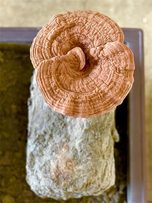 1594890630741649.jpeg IMG_4966.jpeg