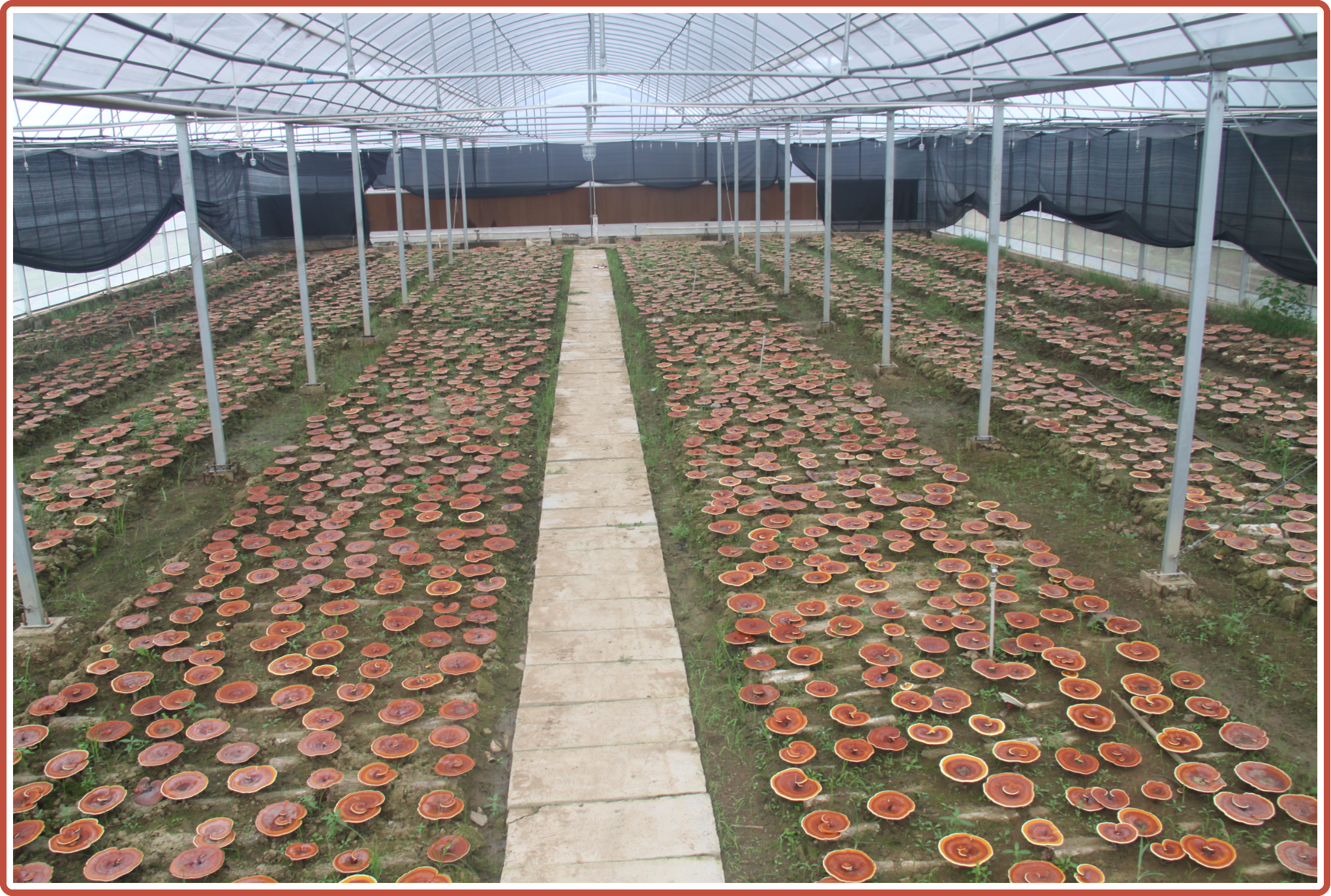 杭州亞運(yùn)會(huì)官方靈芝產(chǎn)品供應(yīng)商|杭州亞運(yùn)會(huì)官方供應(yīng)商|中國(guó)靈芝十大品牌|仙客來(lái)靈芝|仙客來(lái)靈芝破壁孢子粉|仙客來(lái)孢子油|仙客來(lái)靈芝飲片|仙客來(lái)破壁孢子粉|靈芝孢子油|孢子粉|靈芝破壁孢子粉|靈芝|中華老字號(hào) 杭州亞運(yùn)會(huì)官方靈芝產(chǎn)品供應(yīng)商|杭州亞運(yùn)會(huì)官方供應(yīng)商|中國(guó)靈芝十大品牌|仙客來(lái)靈芝|仙客來(lái)靈芝破壁孢子粉|仙客來(lái)孢子油|仙客來(lái)靈芝飲片|仙客來(lái)破壁孢子粉|靈芝孢子油|孢子粉|靈芝破壁孢子粉|靈芝|中華老字號(hào)