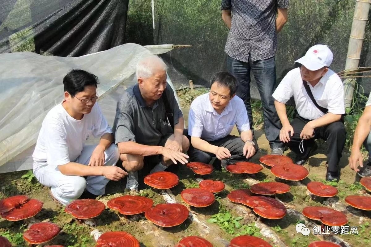 杭州亞運會官方靈芝產(chǎn)品供應(yīng)商|杭州亞運會官方供應(yīng)商|中國靈芝十大品牌|仙客來靈芝|仙客來靈芝破壁孢子粉|仙客來孢子油|仙客來靈芝飲片|仙客來破壁孢子粉|靈芝孢子油|孢子粉|靈芝破壁孢子粉|靈芝|中華老字號 杭州亞運會官方靈芝產(chǎn)品供應(yīng)商|杭州亞運會官方供應(yīng)商|中國靈芝十大品牌|仙客來靈芝|仙客來靈芝破壁孢子粉|仙客來孢子油|仙客來靈芝飲片|仙客來破壁孢子粉|靈芝孢子油|孢子粉|靈芝破壁孢子粉|靈芝|中華老字號