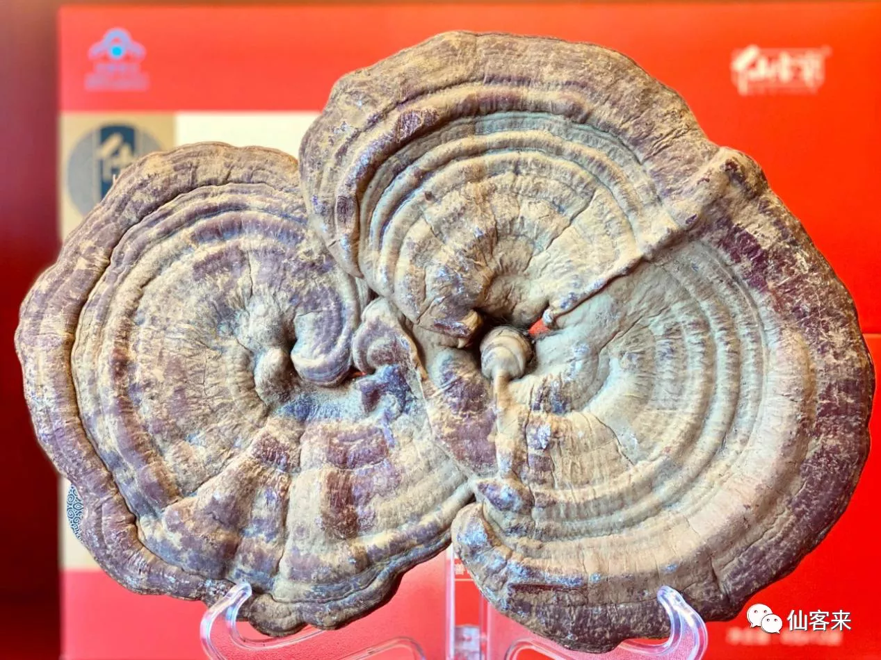 杭州亞運會官方靈芝產(chǎn)品供應商|杭州亞運會官方供應商|中國靈芝十大品牌|仙客來靈芝|仙客來靈芝破壁孢子粉|仙客來孢子油|仙客來靈芝飲片|仙客來破壁孢子粉|靈芝孢子油|孢子粉|靈芝破壁孢子粉|靈芝|中華老字號 杭州亞運會官方靈芝產(chǎn)品供應商|杭州亞運會官方供應商|中國靈芝十大品牌|仙客來靈芝|仙客來靈芝破壁孢子粉|仙客來孢子油|仙客來靈芝飲片|仙客來破壁孢子粉|靈芝孢子油|孢子粉|靈芝破壁孢子粉|靈芝|中華老字號