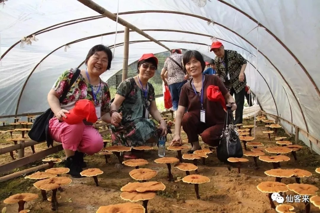 杭州亞運(yùn)會(huì)官方靈芝產(chǎn)品供應(yīng)商|杭州亞運(yùn)會(huì)官方供應(yīng)商|中國(guó)靈芝十大品牌|仙客來(lái)靈芝|仙客來(lái)靈芝破壁孢子粉|仙客來(lái)孢子油|仙客來(lái)靈芝飲片|仙客來(lái)破壁孢子粉|靈芝孢子油|孢子粉|靈芝破壁孢子粉|靈芝|中華老字號(hào) 杭州亞運(yùn)會(huì)官方靈芝產(chǎn)品供應(yīng)商|杭州亞運(yùn)會(huì)官方供應(yīng)商|中國(guó)靈芝十大品牌|仙客來(lái)靈芝|仙客來(lái)靈芝破壁孢子粉|仙客來(lái)孢子油|仙客來(lái)靈芝飲片|仙客來(lái)破壁孢子粉|靈芝孢子油|孢子粉|靈芝破壁孢子粉|靈芝|中華老字號(hào)
