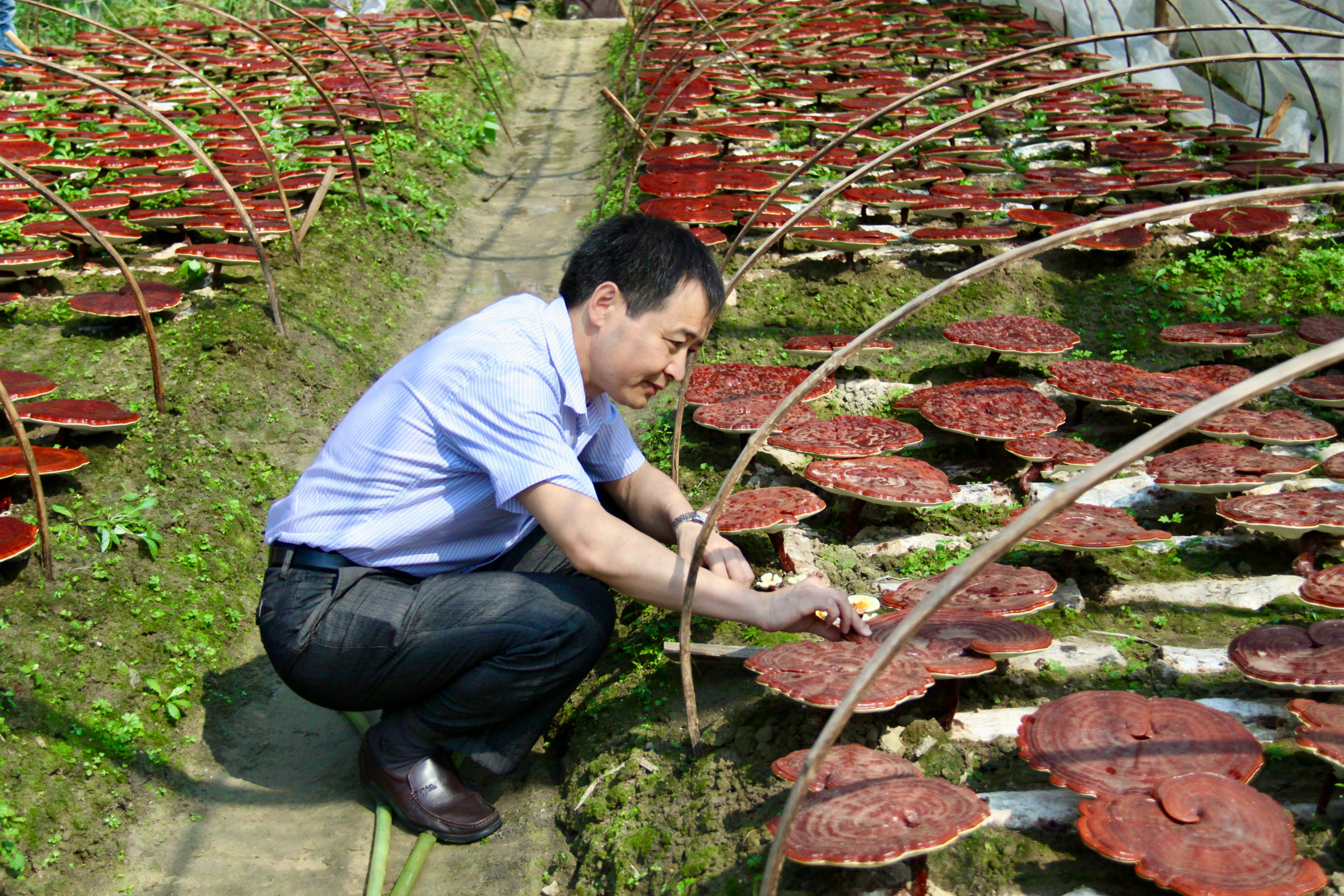 杭州亞運(yùn)會(huì)官方靈芝產(chǎn)品供應(yīng)商|杭州亞運(yùn)會(huì)官方供應(yīng)商|中國靈芝十大品牌|仙客來靈芝|仙客來靈芝破壁孢子粉|仙客來孢子油|仙客來靈芝飲片|仙客來破壁孢子粉|靈芝孢子油|孢子粉|靈芝破壁孢子粉|靈芝|中華老字號(hào) 杭州亞運(yùn)會(huì)官方靈芝產(chǎn)品供應(yīng)商|杭州亞運(yùn)會(huì)官方供應(yīng)商|中國靈芝十大品牌|仙客來靈芝|仙客來靈芝破壁孢子粉|仙客來孢子油|仙客來靈芝飲片|仙客來破壁孢子粉|靈芝孢子油|孢子粉|靈芝破壁孢子粉|靈芝|中華老字號(hào)
