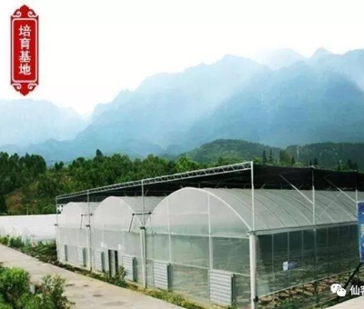 增強免疫力保健食品原料,它排第一