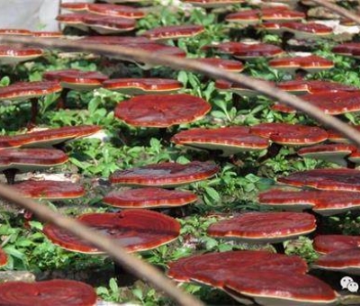 研究證明：靈芝孢子粉抑制乳腺癌細(xì)胞的增長和增殖